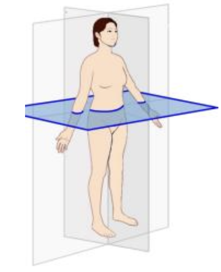 <p>what does the transverse plane provide the ability to observe?</p>