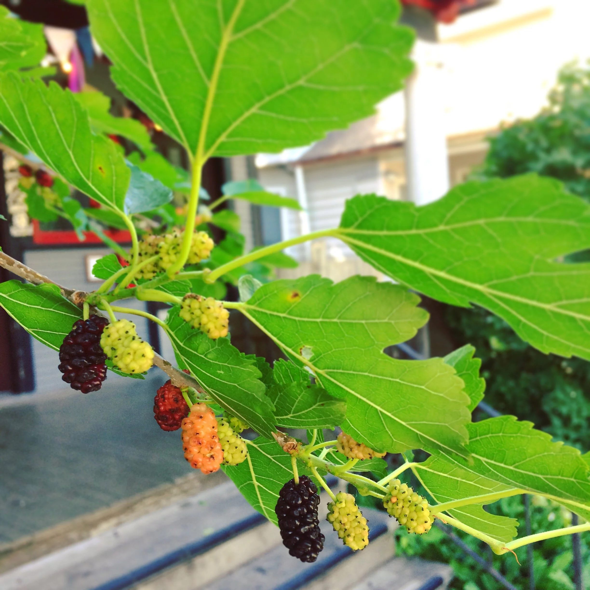 <p>White mulberry</p>