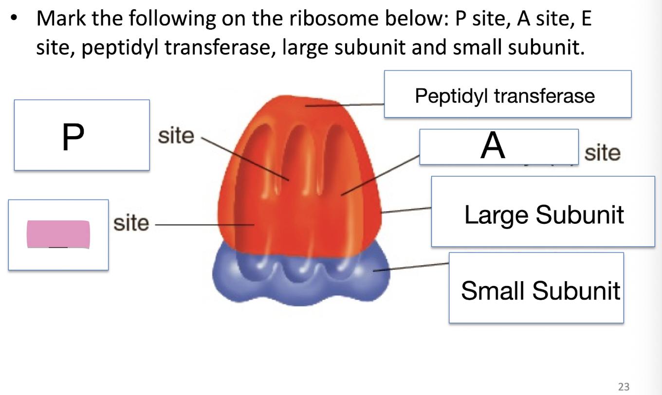 <p>Mark the following on the ribosome below: P site, A site, E site, peptidyl transferase, large subunit and small subunit</p>