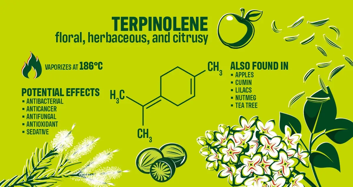 <p>Terpinolene (terpene)</p>