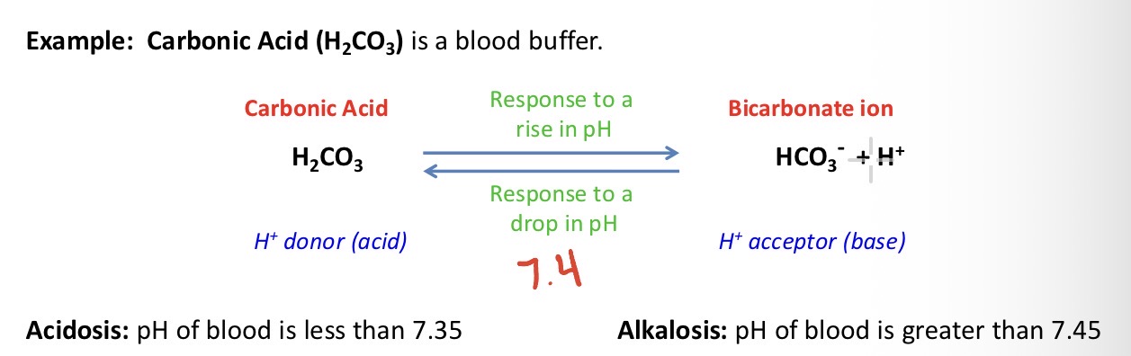 <ul><li><p>pH of blood is greater than 7.45</p></li><li><p>Reaction will proceed to right to maintain pH homeostasis. More H2CO3 dissociates and [H+] increases, pH decreases. </p></li></ul><p></p>