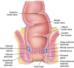 <p>No, it is relatively insensitive to pain.</p>