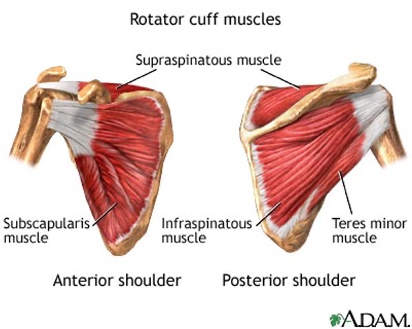 <p>Anterior support, attach lesser tuberosity, fibers connect greater tuberosity and support biceps long head, internal rotation</p>