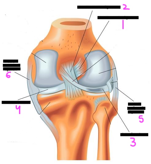 <p>label this diagram of the knee</p>