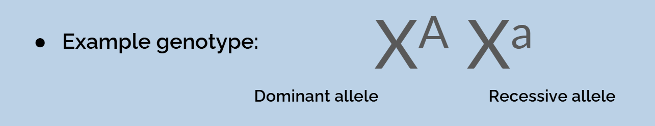 <p>traits coded by a gene on the x chromosome </p><ul><li><p>alleles can be dominant or recessive </p></li></ul><p></p>