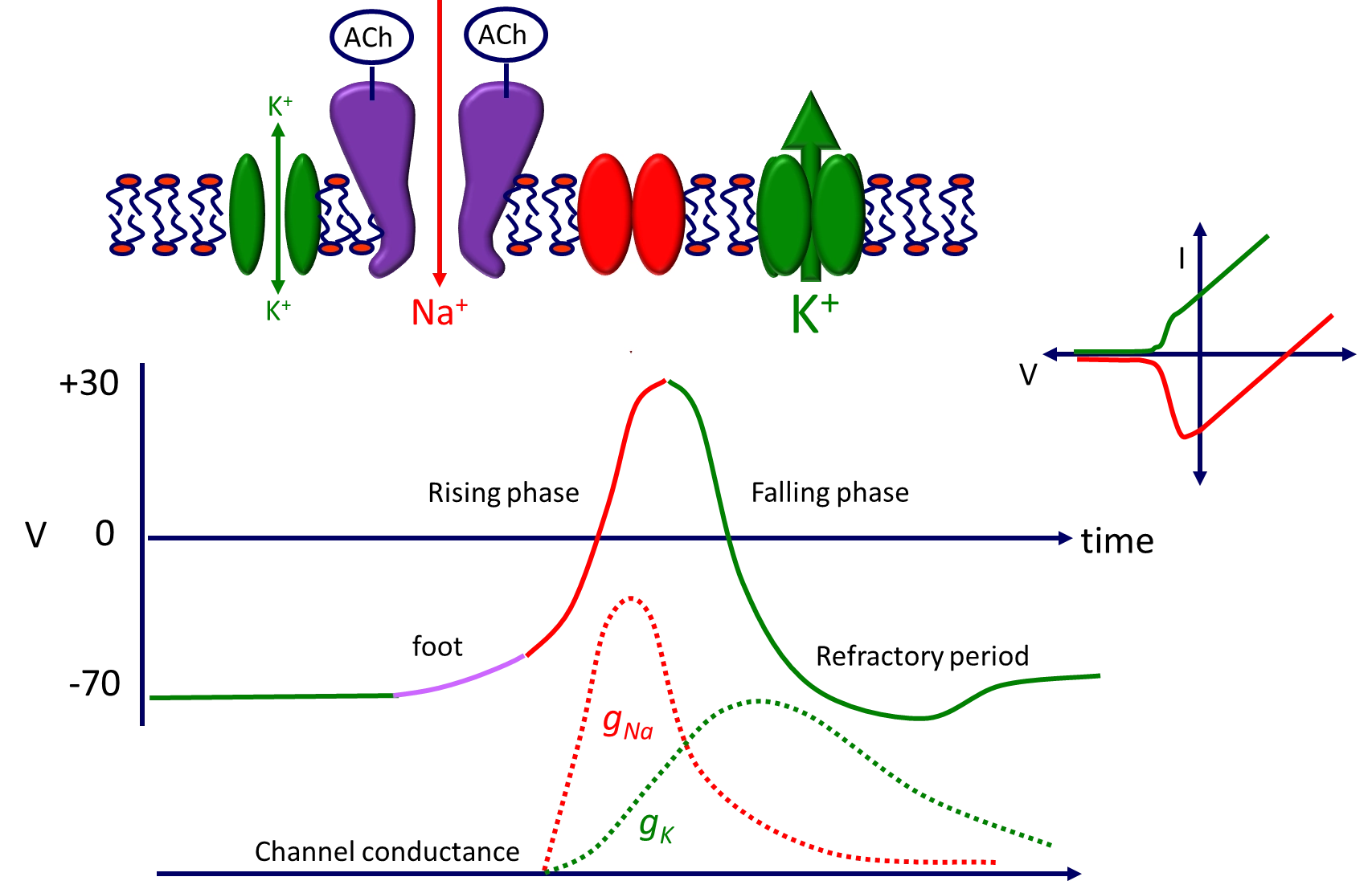 <ul><li><p><strong>potassium</strong> diffuses through the <strong>leak channel towards equilibrium</strong>- the channel is too small to reach equilibrium at -90 but <strong>stays at -70</strong></p></li></ul><ul><li><p>when <strong>acetylcholine </strong>is released into the synaptic cleft it <strong>binds </strong>to the <strong>pentameric ion channel </strong>at <strong>two </strong>binding sites</p></li><li><p>potassium is <strong>close </strong>to equilibrium but sodium is <strong>not</strong>, so sodium will <strong>diffuse </strong>through the channel to bring in <strong>positive charge</strong> (start of depolarisation)</p></li><li><p>following this, the sodium channel<strong> rapidly opens</strong> due to <strong>voltage-gating</strong>, letting even more sodium in, until reaching the <strong>sodium equilibrium potential</strong>, which then <strong>closes </strong>the sodium channel</p></li><li><p>at this point the <strong>potassium channels slowly open</strong>, and potassium floods out to <strong>repolarise </strong>the membrane until the <strong>potassium equilibrium </strong>is reached (<strong>-90, causing the refractory period</strong>)</p></li><li><p>the membrane is <strong>no longer active</strong> until the potassium channel <strong>closes </strong>(slowly)</p></li></ul><p></p>