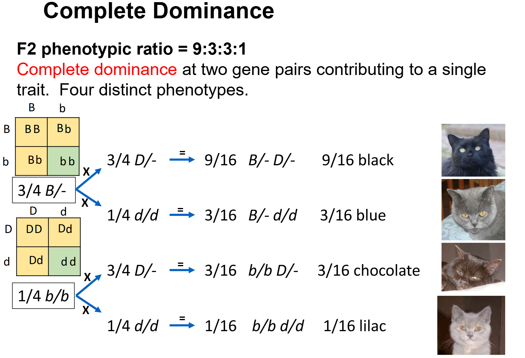 <ul><li><p>A <strong>genetic interaction</strong> occurs when <strong>two or more genes contribute to the same phenotype</strong> because their gene products interact at the cellular/biochemical level.</p></li><li><p>Mendelian segregation still occurs normally.</p></li><li><p>For <strong>AaBb × AaBb</strong>, with complete dominance at both genes, offspring can be grouped as:</p><ul><li><p><strong>9/16 A–B–</strong></p></li><li><p><strong>3/16 A–bb</strong></p></li><li><p><strong>3/16 aaB–</strong></p></li><li><p><strong>1/16 aabb</strong></p></li></ul></li><li><p>If each genotype category produces a distinct phenotype, the F2 phenotypic ratio is <strong>9:3:3:1</strong>.</p></li><li><p>Example: two genes can interact to produce four different coat colours.</p></li></ul><p></p>