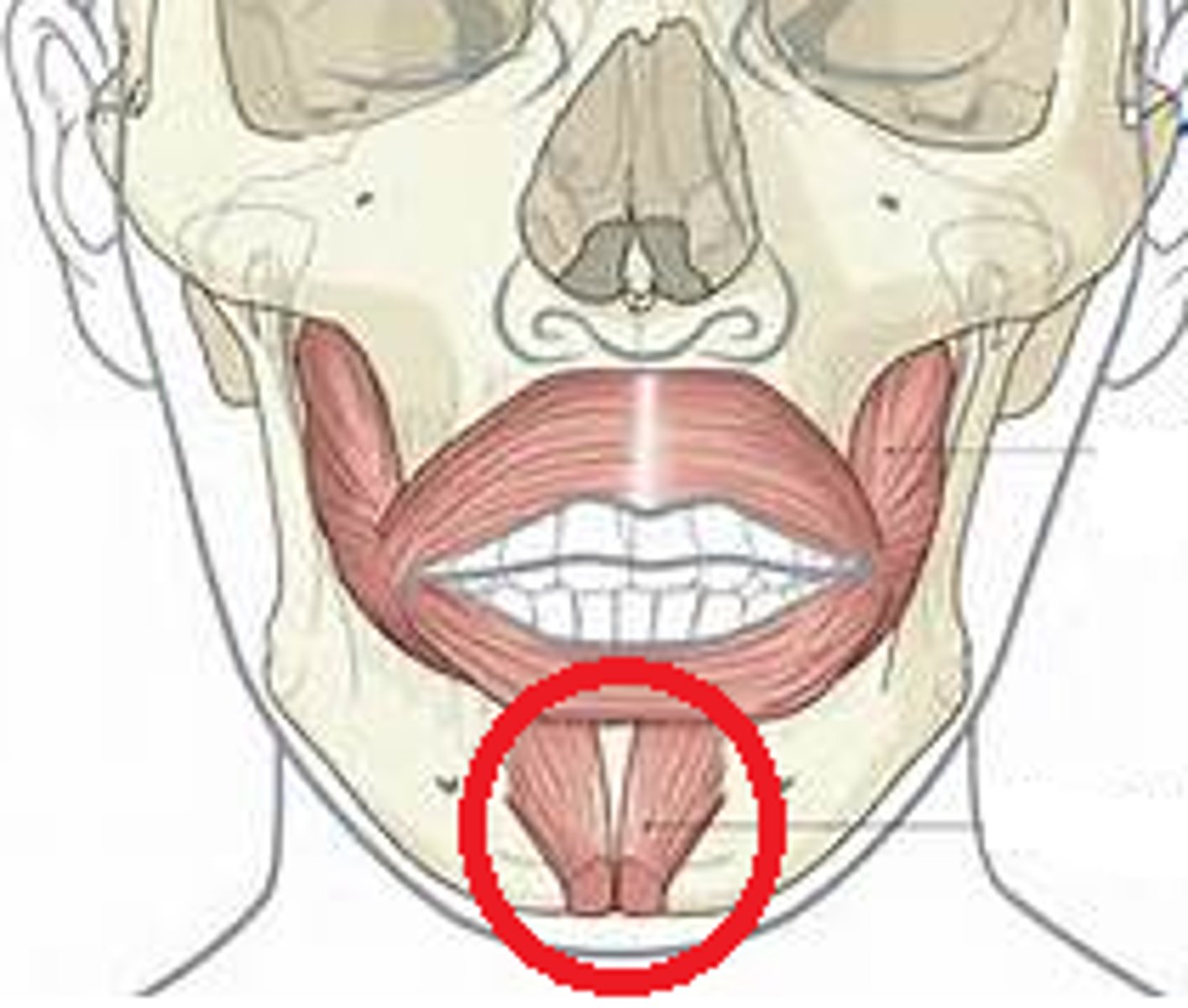 <p>Elevates and protrudes lower lip</p>