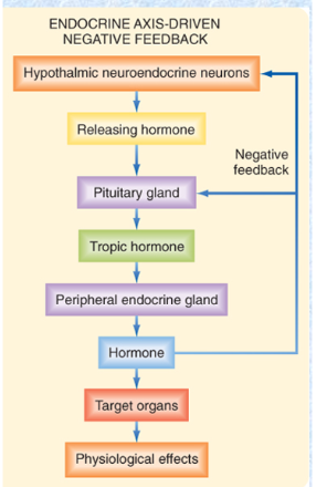 hypothalamus secreted releasing hormone that acts on the pituitary which then releases a tropic hormone to act on a peripheral endocrine gland which releases a hormone. This hormone acts on target organs as well as inhibit the hypothalamus and pituitary