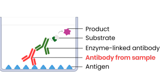 <p>Example method (indirect ELISA):</p><p>1. Attach specific antigens to well</p><p>2. Add sample with potential antibodies, wash well</p><p>3. Add complementary monoclonal antibodies</p><p>with enzymes attached → bind to antibodies if</p><p>present</p><p>4. Wash well → remove unbound antibodies</p><p>5. Add substrate → enzymes create products that</p><p>cause a colour change (positive result)</p>