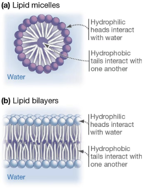 <ol><li><p>micelles</p></li><li><p>lipid bilayer</p></li></ol><p></p>