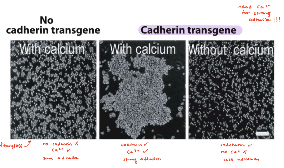 <p>mediate cell-cell adhesions in adherens junctions and desmosomes </p><ul><li><p>preferentially mediate homophilic adhesion (E-cad/E-cad) </p></li><li><p>require Ca<sup>2+</sup> for binding </p><ul><li><p><span>in presence of calcium, mouse fibroblasts do NOT self adhere</span></p></li><li><p><em><u>E-</u></em><span><em><u>cadherin transgene, calcium added</u></em> → cells adhere and clump together</span></p></li><li><p><span><em><u>cadherin, no calcium</u></em> → cells fail to adhere together</span></p></li></ul></li></ul><p></p>
