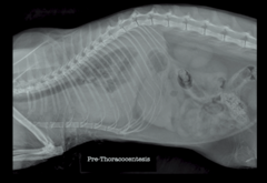 <p>This is the cat BEFORE thoracocetesis. If there is something between the lung and thoracic wall, what is it? What opacity?</p>