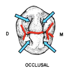 <p>- central grooves</p><p>- triangular grooves</p><p>- mesial marginal ridge groove</p>