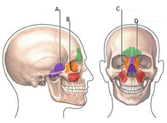 <p>cavity within a bone, filled with air and lined with mucus membrane</p>
