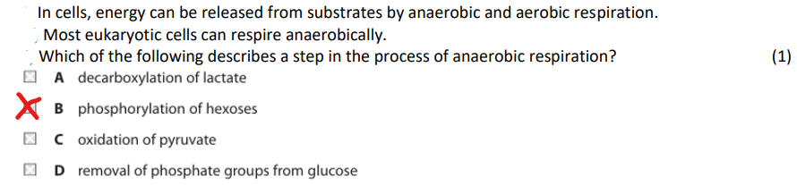 <p><br><br>Anaerobic respiration summary:</p><p><mark data-color="yellow" style="background-color: yellow; color: inherit;">1 glucose → phosphorylation of glucose → splits into two 3C molecules → converted to form 2 pyruvate → 2 lactate molecules</mark> <br></p><p>→ <strong><u>phosphorylation is addition of phosphate group</u></strong>, i.e <strong><u>to glucose which is a hexose sugar as its 6C </u></strong><br></p><p>ANS: phosphorylation of hexoses (like glucose) <span data-name="check_mark_button" data-type="emoji">✅</span><br></p><p></p>