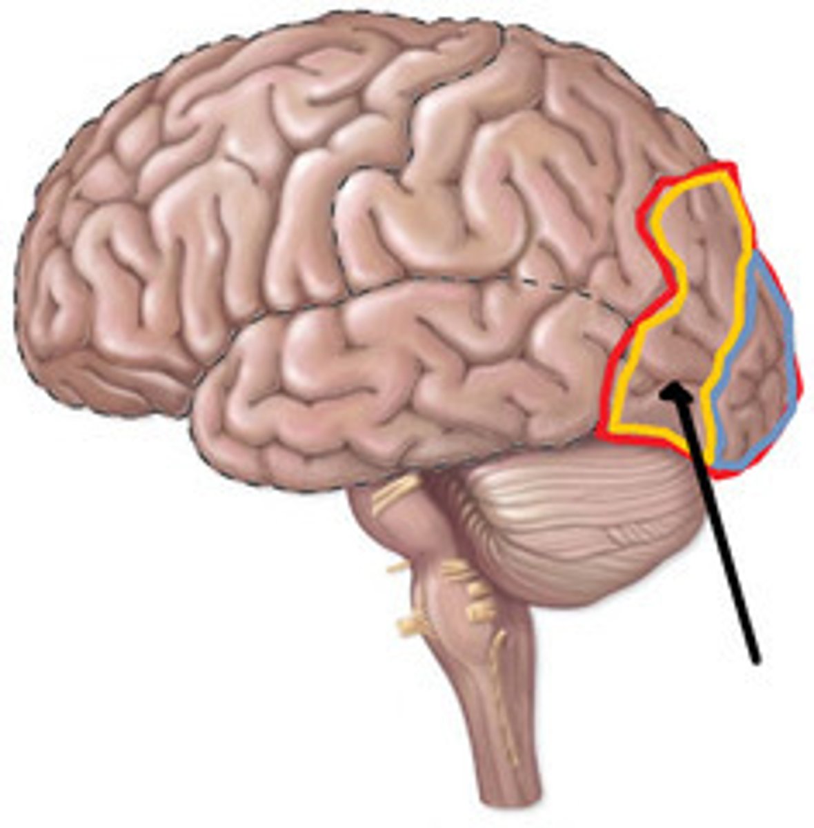 <p>Visual association cortex</p>