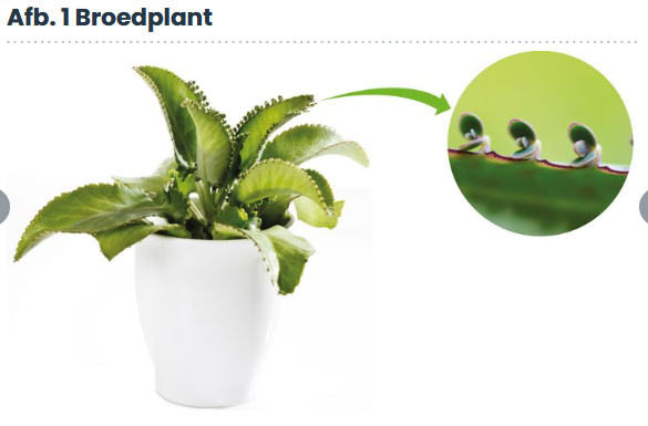 <p>Een deel van de plant groeit dan uit tot een nieuwe plant.</p><p>Dit noem je ongeslachtelijke voorplanting.</p>