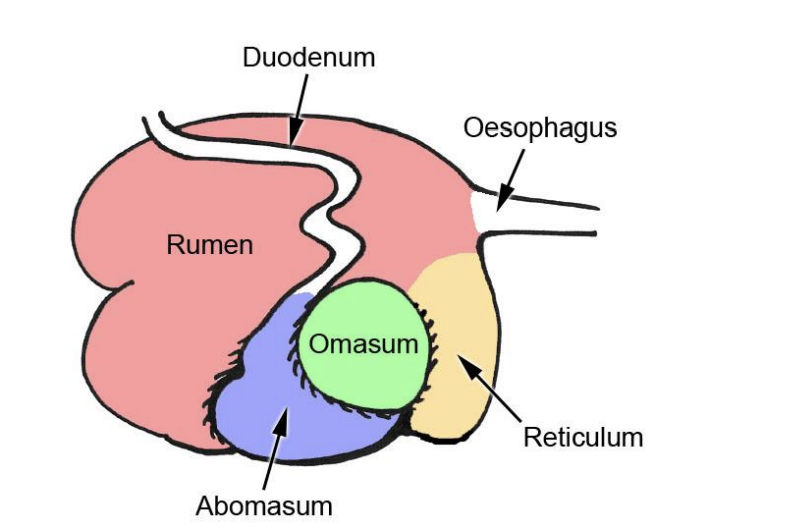 <p><strong>Four chambers→ takes up the entire left half of the abdomen</strong></p><p><em>Ingest passes from the oesophagus into both…</em></p><ol><li><p>Reticulum→ does not secrete acid or proteases</p><ul><li><p>buffers pH (to help fermentation)</p></li></ul></li><li><p>rumen</p><ul><li><p>incompletely divided and often referred to <strong>reticulorumen</strong></p></li><li><p>acts as fermenting vat</p></li></ul></li><li><p>Omasum→ 100 internal foldings increase the surface area for absorption</p><ul><li><p><strong>some absorption here</strong></p></li></ul></li><li><p>Abomasum→ resembles true stomach of other mammals <strong>like humans</strong></p><ul><li><p>secretes acid and kills and begins digestion of the microbes</p></li><li><p>acid secretion</p></li><li><p>pepsin secretion</p></li></ul></li></ol><p></p>