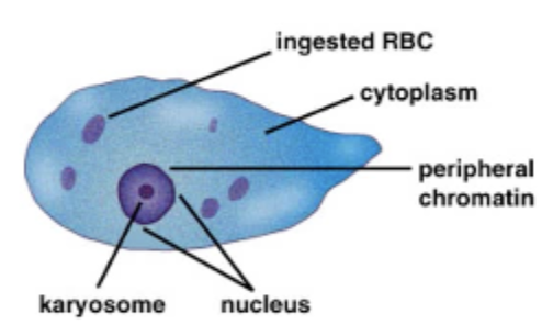 <p>Entamoeba histolytica: Trophozoite</p>