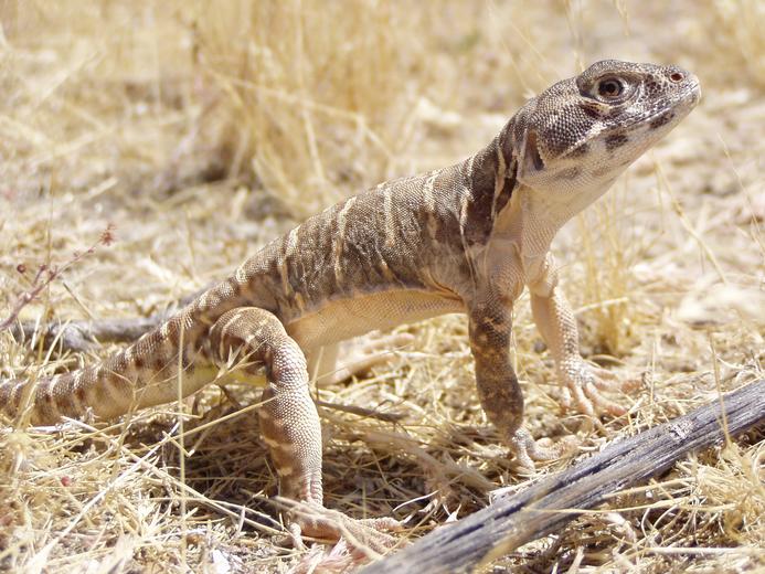 <p>Crotaphytidae<br>Gambelia sila<br>Blunt-nosed leopard lizard</p>