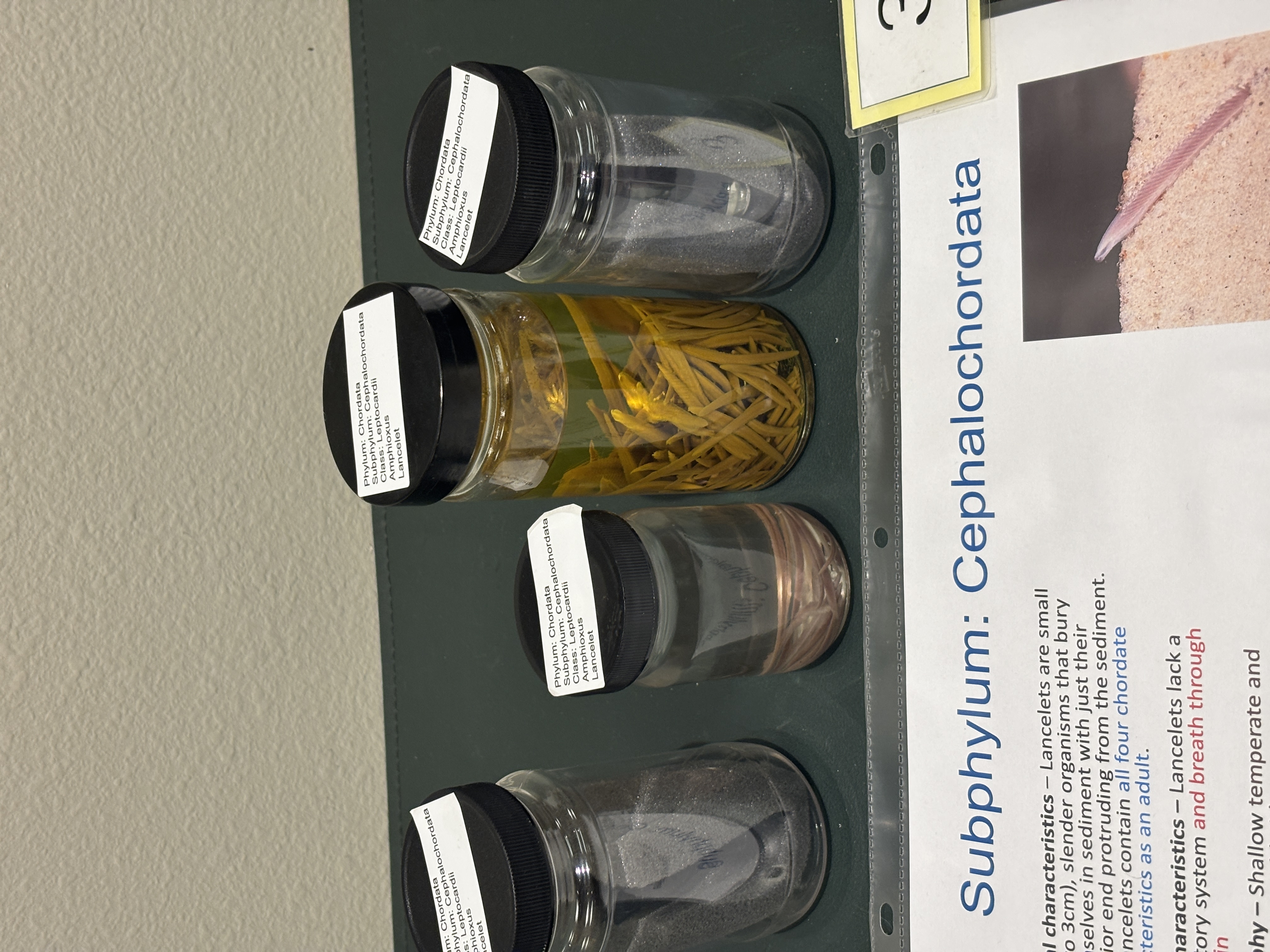 <p>Subphylum cephalochordata</p><p>What are chordate characteristics found in the adults in this subphylum</p>