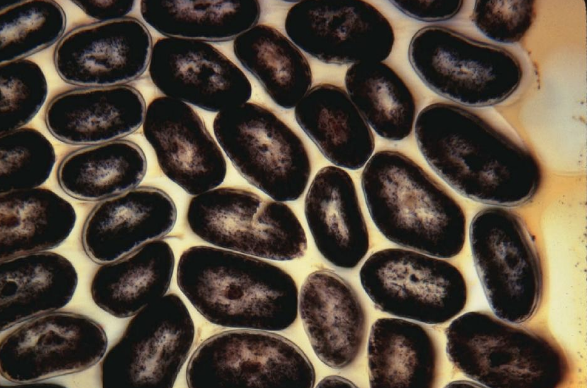 <p>cross section</p>