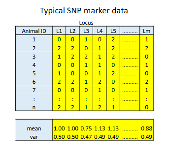<p>m marker loci</p><p>Each locus has 2 alleles, e.g. A and T</p><p>We count one of the two alleles, say A</p><p>Diploids → counts are 0,1 or 2, TT=0, AT and TA are 1, AA=2</p><p>p is the frequency of the counted allele - count ~ BIn(n=2,p)</p><p>The mean allele count is 2p</p><p>The varaince in allele count = 2p(1-p)</p>
