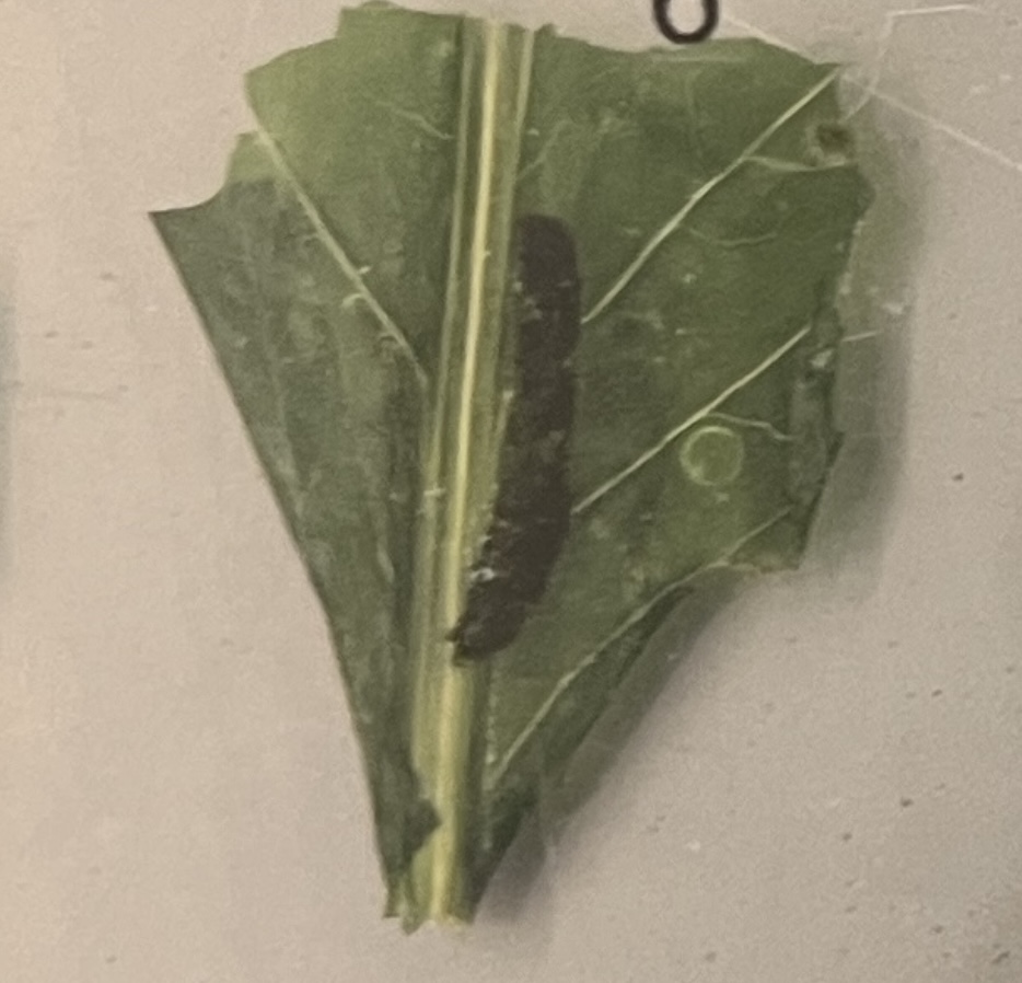 <p>What stage cabbage worm is this?</p>