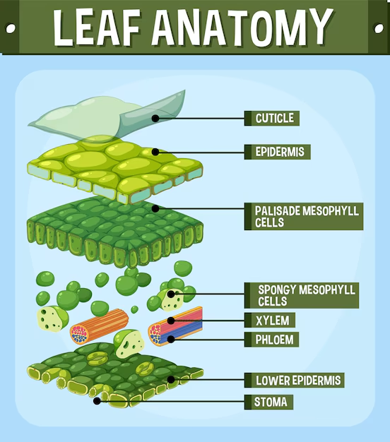 <ul><li><p><span style="background-color: transparent;"><strong>Epidermis</strong>: The epidermis provides protection for the mesophyll cells within the leaf. Epidermal cells are transparent, allowing light to reach the mesophyll cells where photosynthesis is carried out.</span></p></li></ul><p></p>