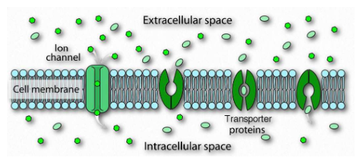 <p>channels</p><p>passive transporters</p><p>active transporters</p>