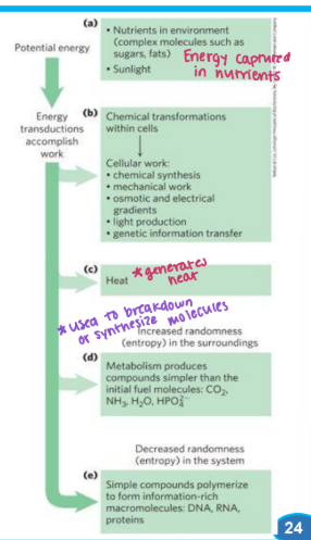 <p><strong>Energy is captured in nutrients/sunlight</strong> that energy accomplishes ____ → <mark data-color="yellow" style="background-color: yellow; color: inherit;">chemical transformations within cells, generates heat, and the synthesis and breakdown of molecules. </mark></p>