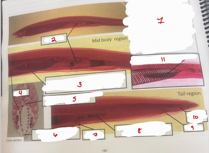 <p>Subphylum Cephalochordata 3</p>