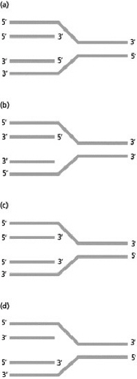 <p>Which diagram accurately represents the directionality of DNA strands at one side of a replication fork?</p>
