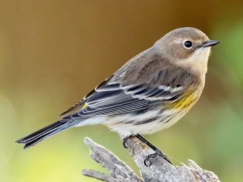 <p>brown head, b/w feathers, yellow spots, dull</p>