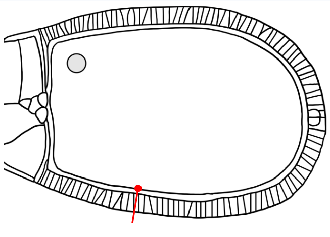 <p>Which layer is indicated in the figure?</p>
