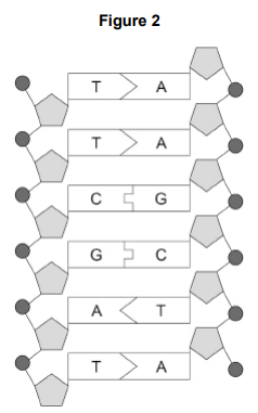 <ul><li><p>Chromosomes contain DNA. </p></li></ul><ul><li><p>Figure 2 shows part of a DNA molecule.</p></li></ul><p>What type of substances are labelled A, C, G and T in Figure 2? [1 mark]</p>