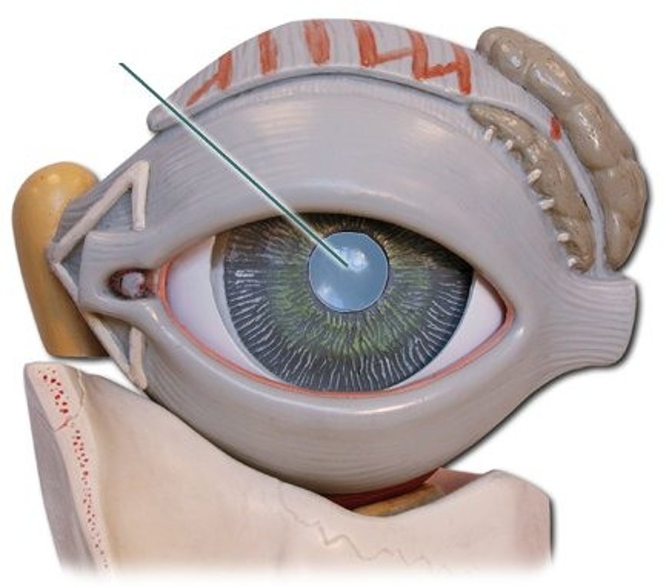 <p>The opening through which light enters the eye</p>