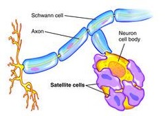 <p>- Surround neuron cell bodies in PNS</p>