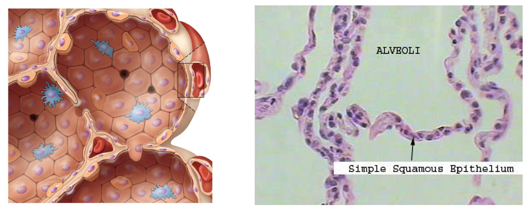 <p><strong>Squamous cells </strong>that account for about 90% of the cells in the alveolar wall.</p><ul><li><p>Very Thin</p></li><li><p>Allow for rapid diffusion of gases across cell membranes</p></li></ul><p></p>