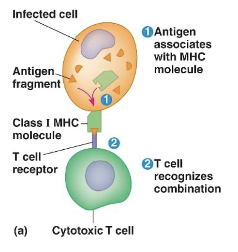 <ul><li><p>Found on all nucleated cells</p></li><li><p>NOT RBCs</p></li></ul><p></p>
