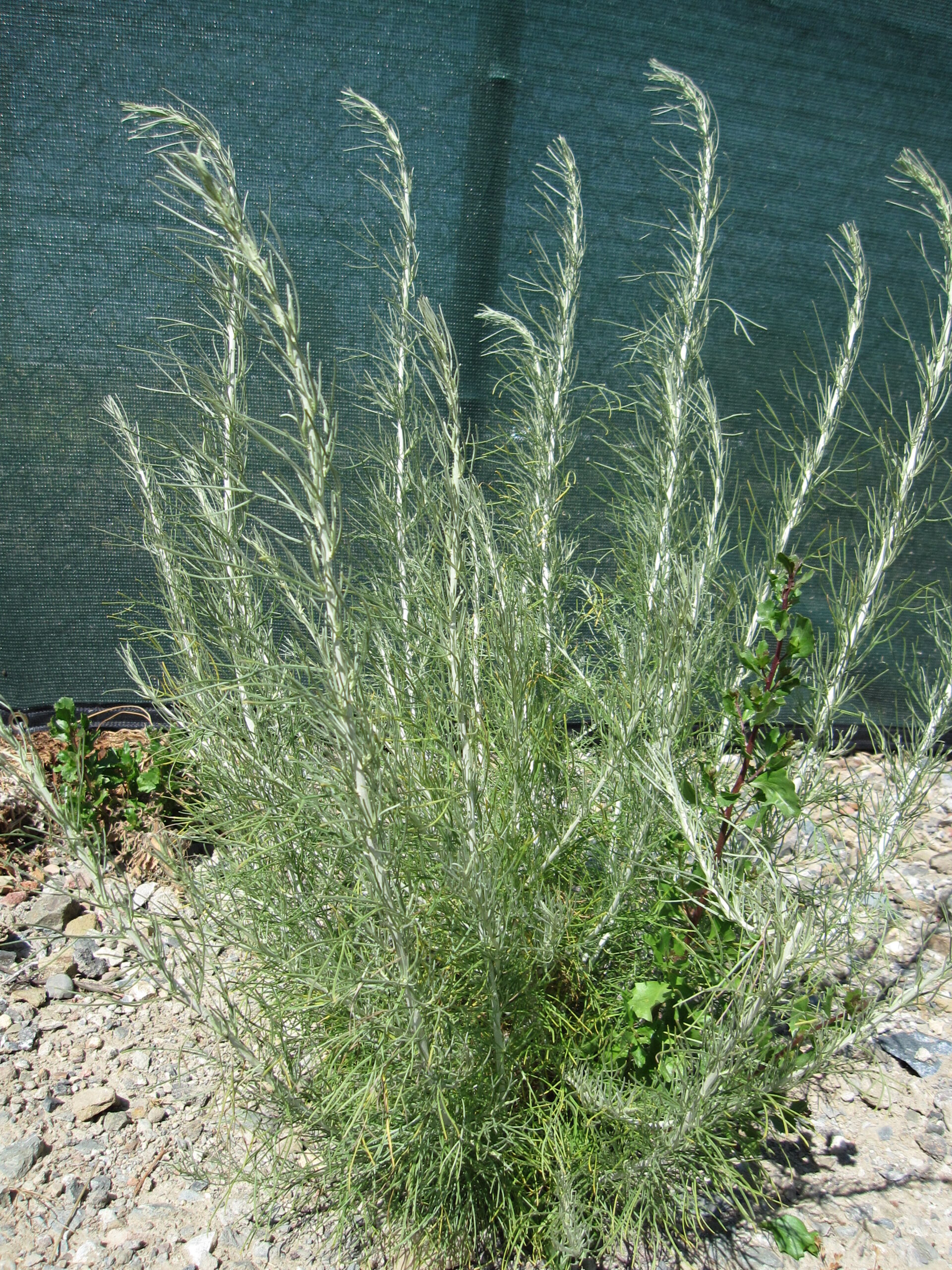<p>Artemisia californica</p>