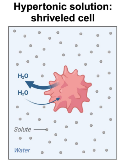 <p><strong>Shriveled Cell</strong></p>