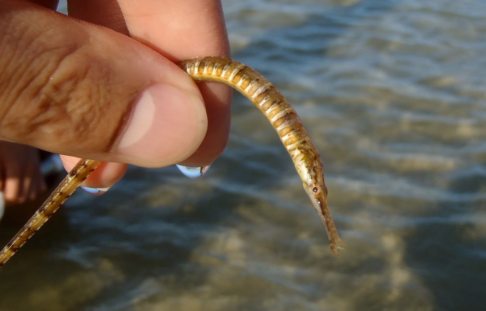 <p>3 dark rings, one white one pattern, needle-like body</p>
