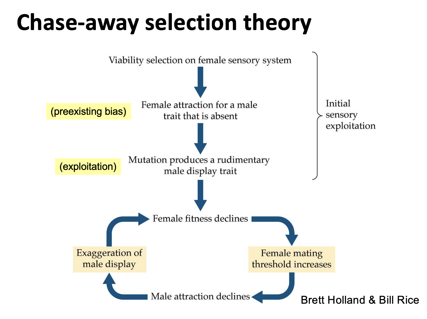 <p>there is a pre-existing bias in females but males do not have the trait yet → mutation produces rudimentary trait in males → females mate more, driving down female fitness → female mating threshold increases → male attraction declines → exaggeration of male display → female fitness declines and so on</p>