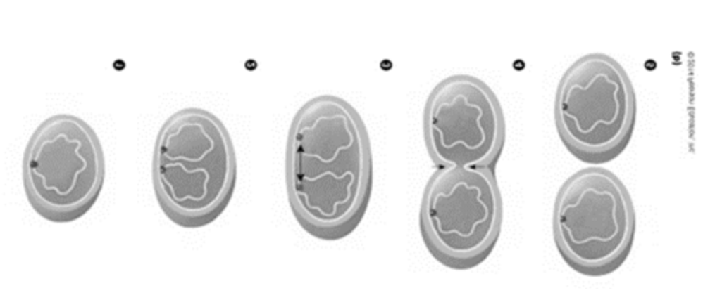 <p>this process if performed by</p>