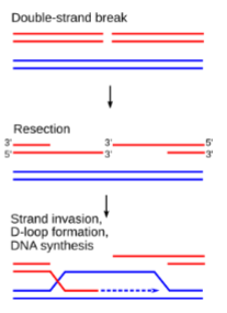 <ol><li><p>Recruitment of MRN and RAD proteins</p></li><li><p>Resection by exonucleases</p></li><li><p>Strand invasion </p></li></ol><p></p>