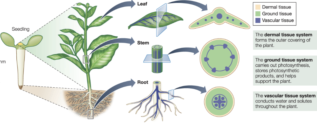 <ul><li><p>Leaf </p></li><li><p>Stem</p></li><li><p>Root</p></li></ul><p></p>