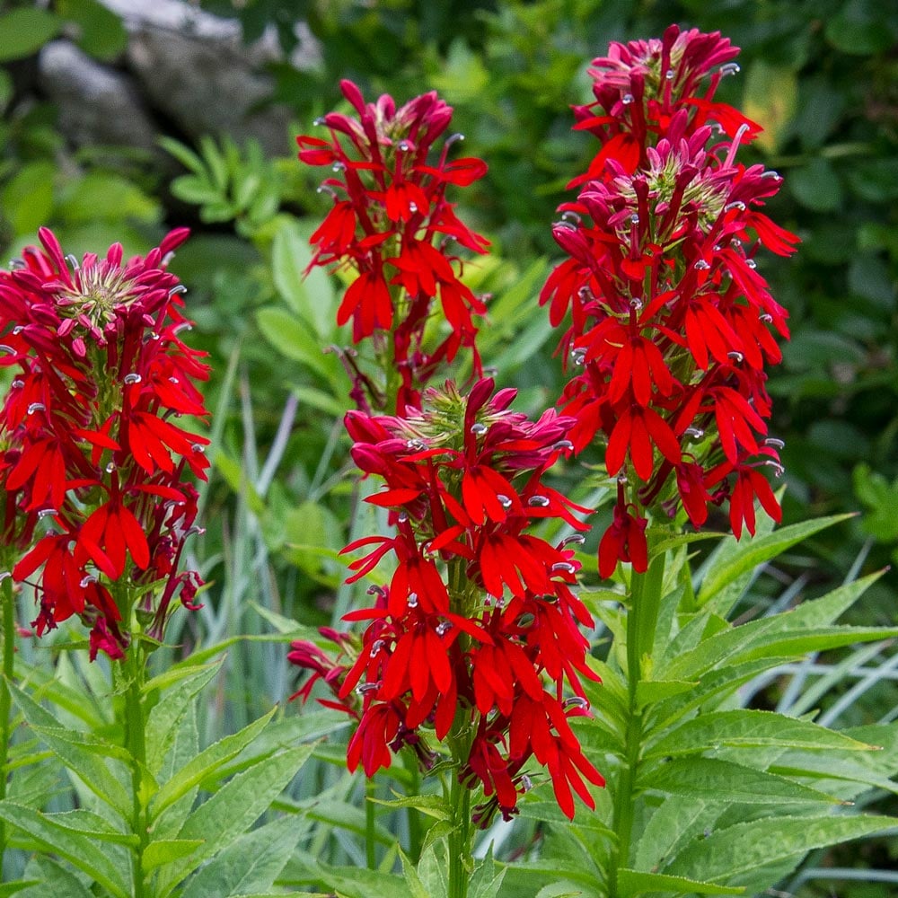 <p>loved by hummingbirds, tubular, <em>sun, wet soil</em></p>