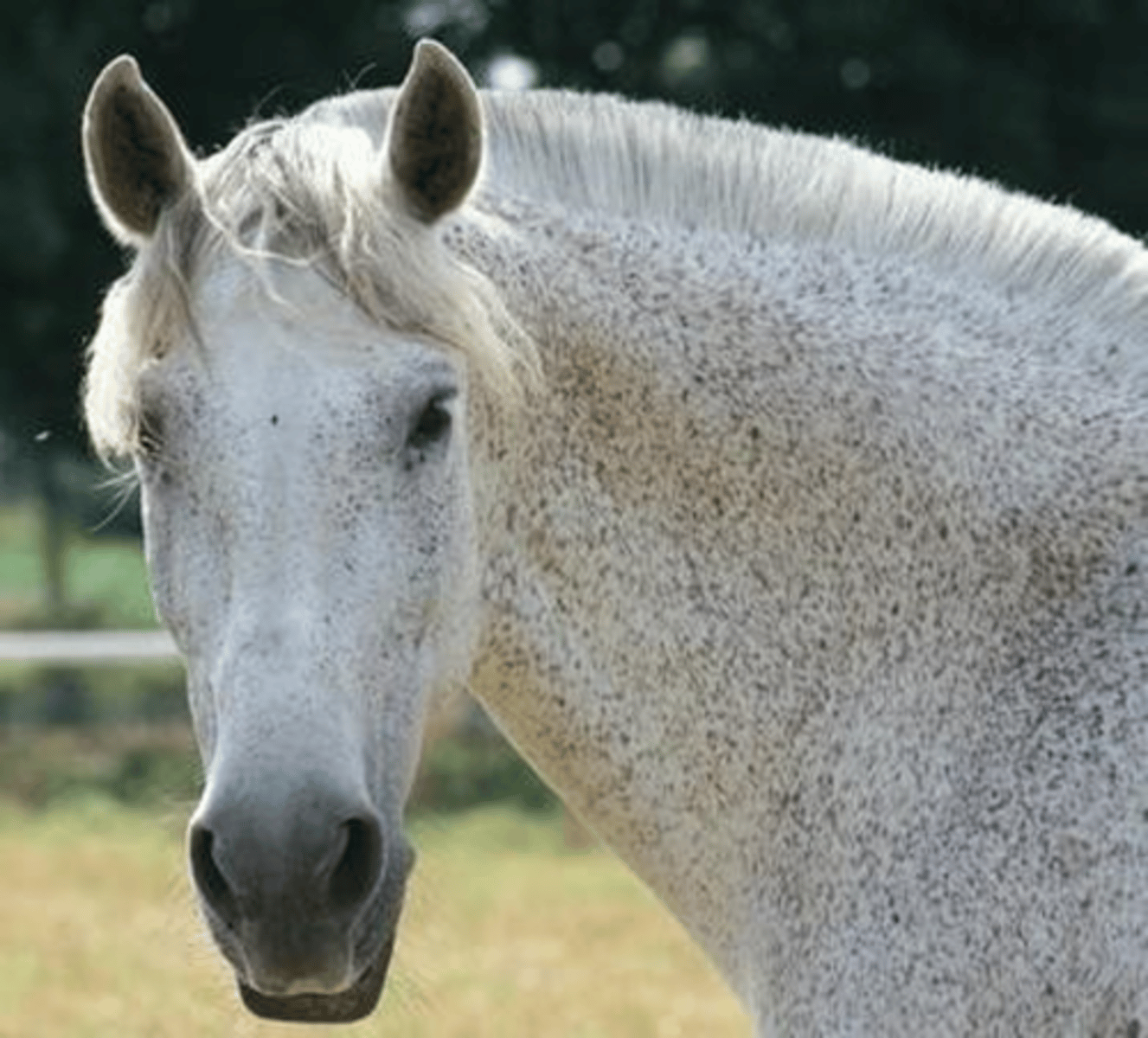 <p>welke kleur </p>